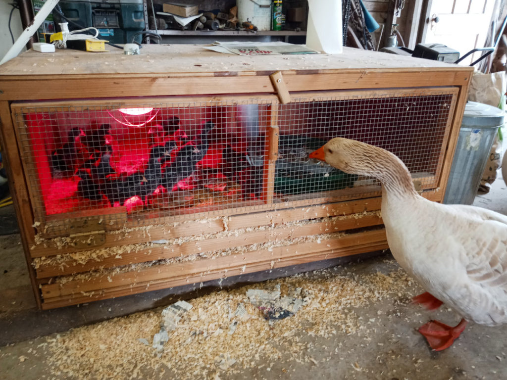 Boy Checks His Chicks