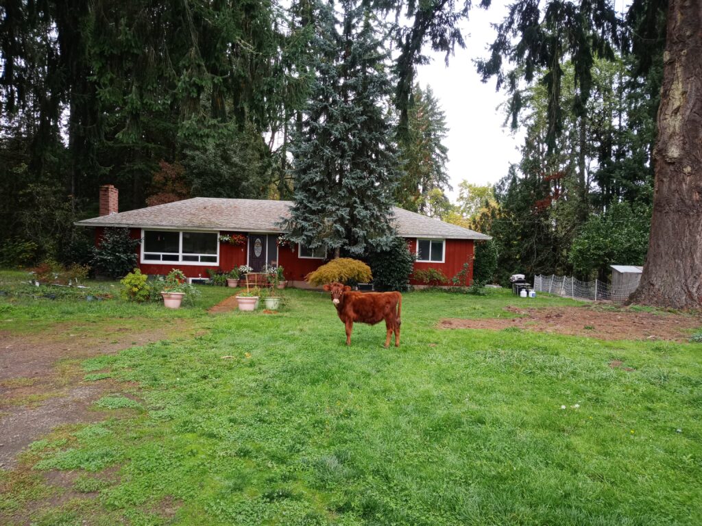 Triple B on the front lawn.